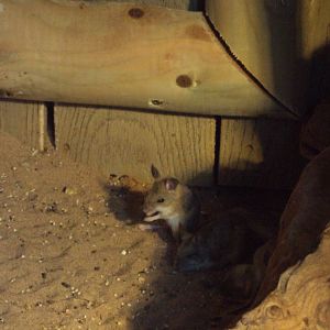 Spinifex Hopping Mouse 22/12/2019