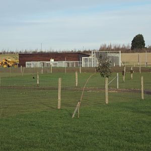 Syrian Brown Bear House under construction 22/12/2019