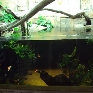 View of Fish Tank before arrival of fish from Australia 22/12/2019