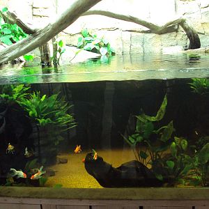 View of Fish Tank before arrival of fish from Australia 22/12/2019