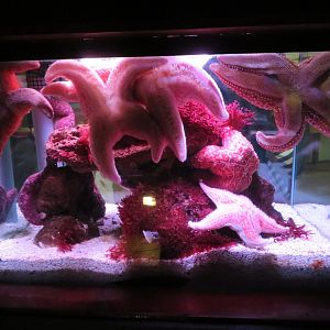 Starfish Tank