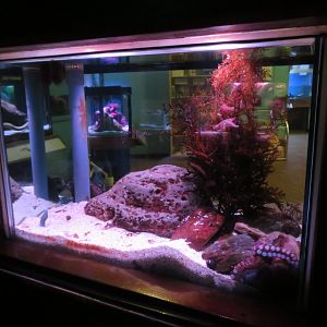 Octopus Tank