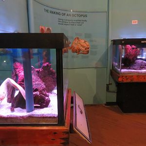 Moray Eel and Octopus Tanks