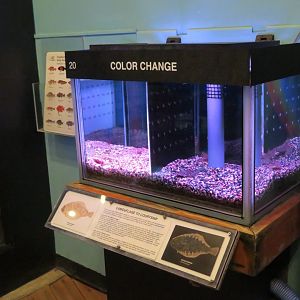 Speckled Sanddab (Citharichthys stigmaeus) Tank