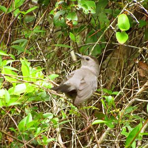 Grey Catbird