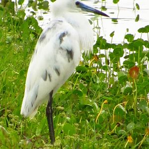 Little Blue Heron Juvenile