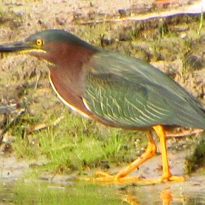 Green Heron