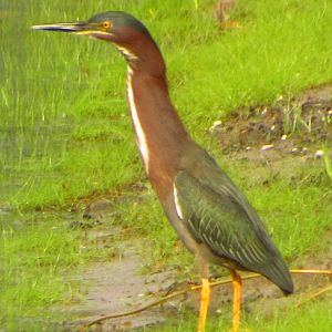 Green Heron