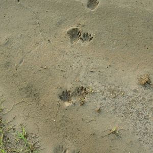 Raccoon Tracks