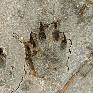 Raccoon Track Closeup