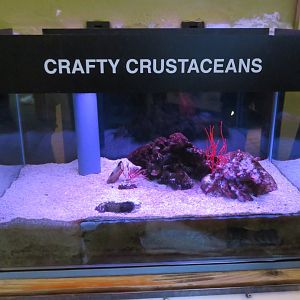 Mantis Shrimp Tank