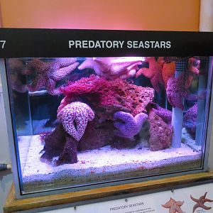 Starfish Tank