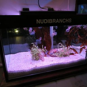 Nudibranch Tank