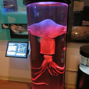 Squid Specimen