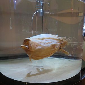 Anglerfish Specimen