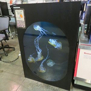 Young West Coast Nettles