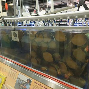 Abalone Breeding Tanks