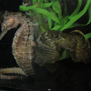 Breeding Seahorses