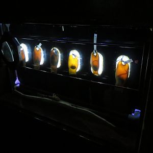 Shark Egg Cases