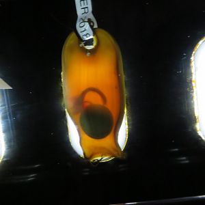Shark Egg Case