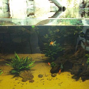 View of Fish Tank before arrival of fish from Australia 22/12/2019