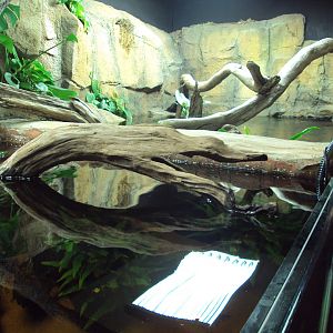 View of Fish Tank before arrival of fish from Australia 22/12/2019