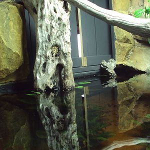 View of Fish Tank before arrival of fish from Australia 22/12/2019