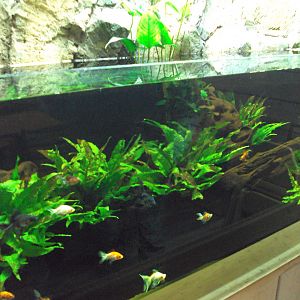 View of Fish Tank before arrival of fish from Australia 22/12/2019