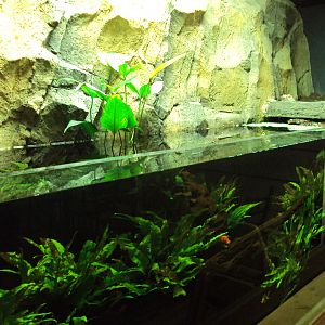 View of Fish Tank before arrival of fish from Australia 22/12/2019