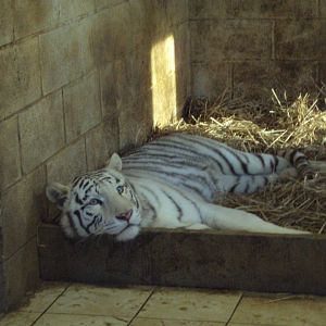 White Tiger 22/12/2019