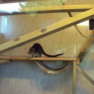 Tiger Quoll 22/12/2019