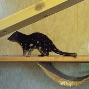 Tiger Quoll 22/12/2019