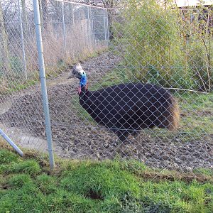 Johnston's Cassowary 22/12/2019