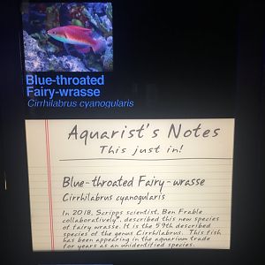 Blue-throated Fairy-wrasse