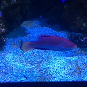 Cirrhilabrus cyanogularis