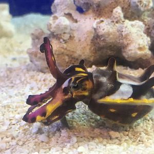 Flamboyant Cuttlefish
