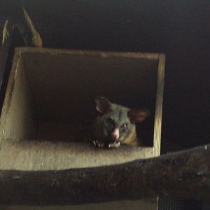 Brush-tailed Possum 22/12/2019