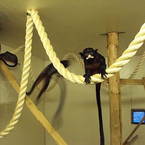 White-lipped Tamarin 22/12/2019