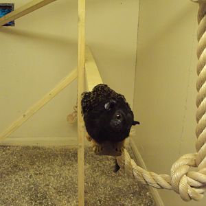 Red-handed Tamarin 22/12/2019