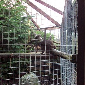 Sumatran White-bearded Civet 22/12/2019