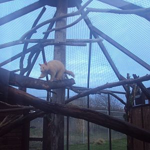 Golden Brush-tailed Possum 22/12/2019