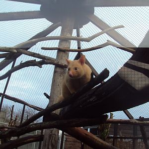 Golden Brush-tailed Possum 22/12/2019