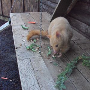 Golden Brush-tailed Possum 22/12/2019