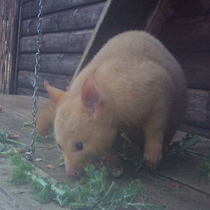 Golden Brush-tailed Possum 22/12/2019