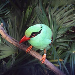 Javan Green Magpie 01/01/2020
