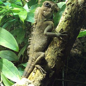 Bell's Angle-headed Lizard 01/01/2020