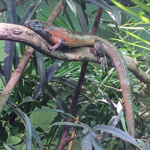 Greater Plated Lizard 01/01/2020