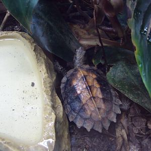 Keeled Box Turtle 03/01/2020