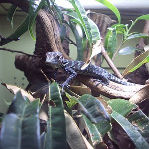 Baby Blue Tree Monitor 03/01/2020