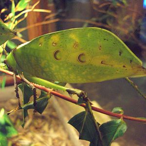 Malaysian Leaf Katydid (Ancylecha fenestrate) 03/01/2020